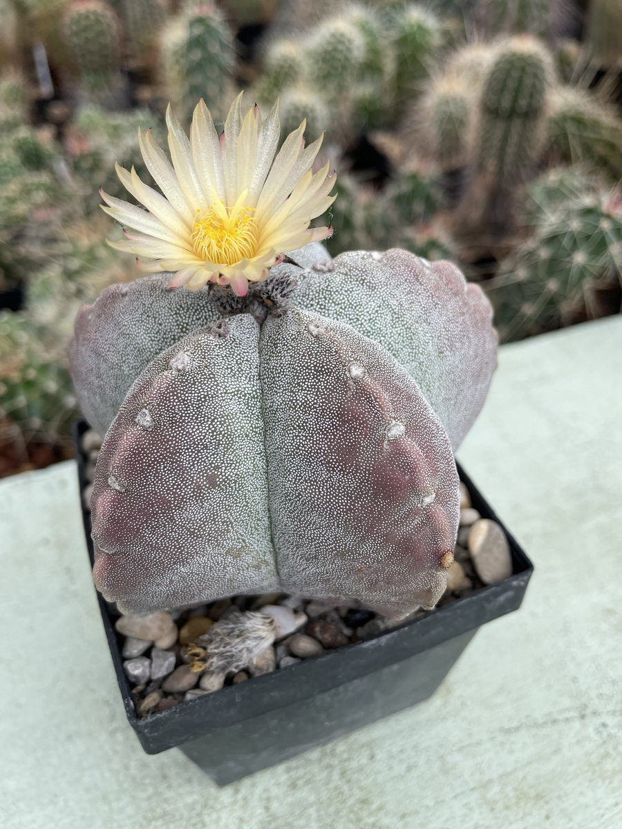Kakteen Magg Webshop - Astrophytum myriostigma