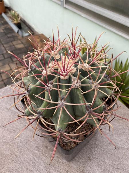 Ferocactus emoryi rectispinus