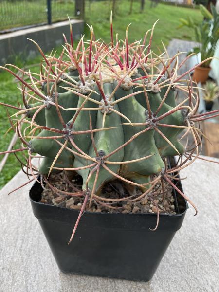 Ferocactus emoryi rectispinus