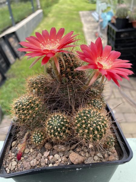 Lobivia hertrichiana