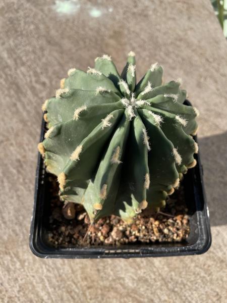 Ferocactus glaucescens inermis