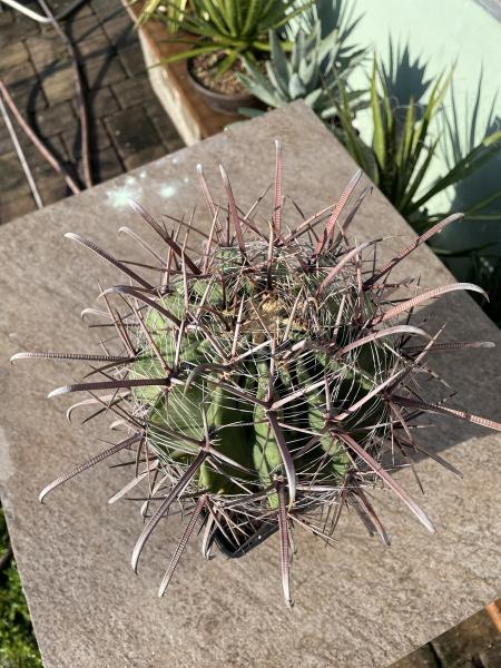 Ferocactus santa maria