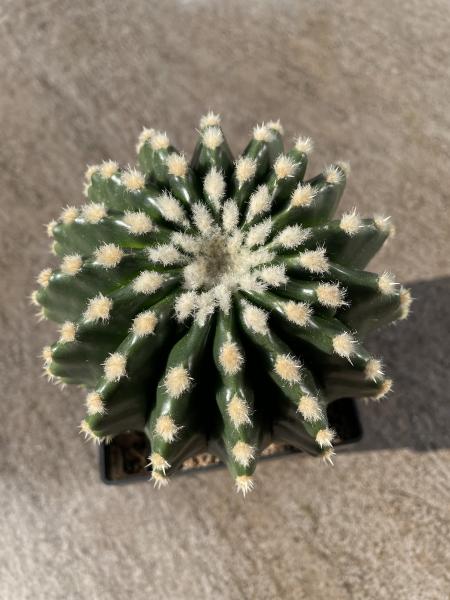 Echinocactus grussoni brevispinus
