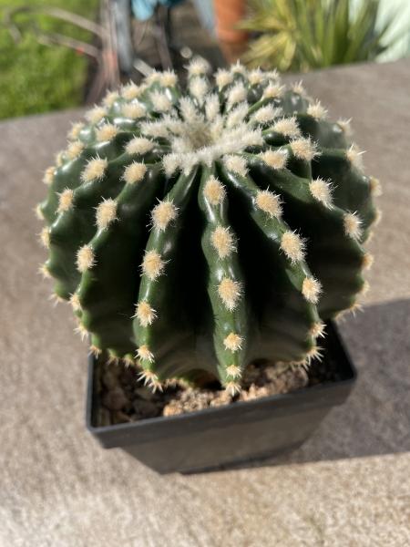 Echinocactus grussoni brevispinus