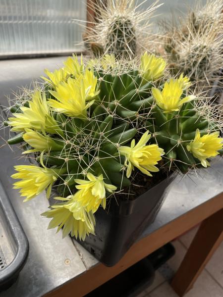 Mammillaria longimamma