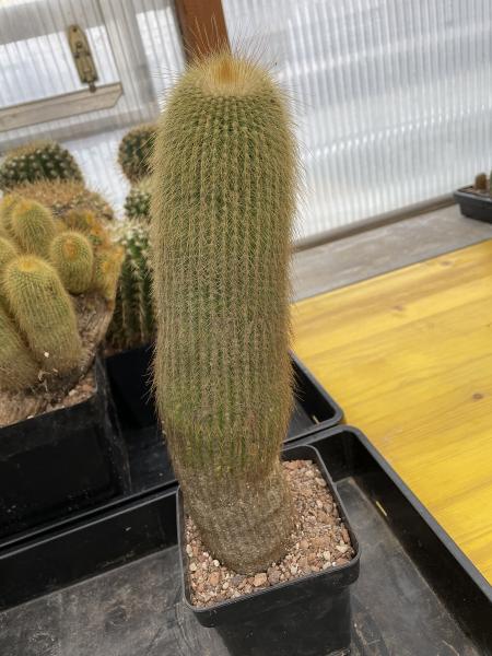 Notocactus leninghausii