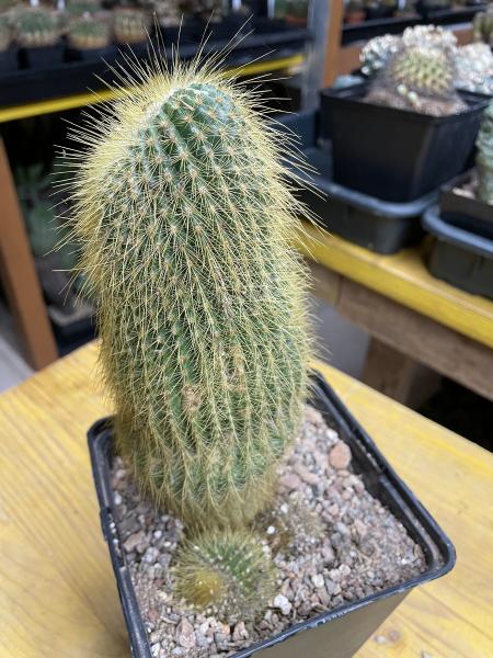 Notocactus leninghausii