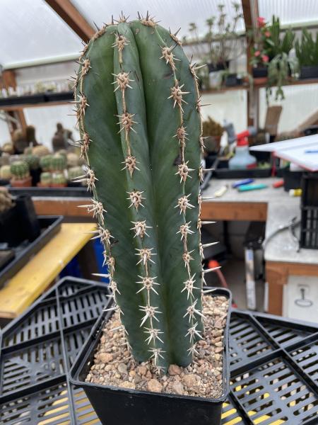 Pachycereus pecten-aboriginum