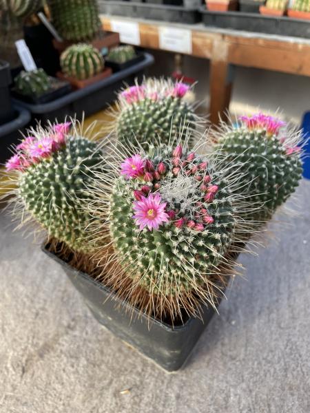 Mammillaria spinosissima