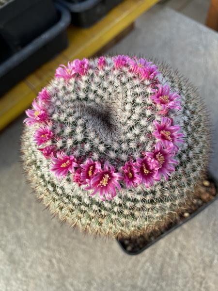 Mammillaria evermanniana