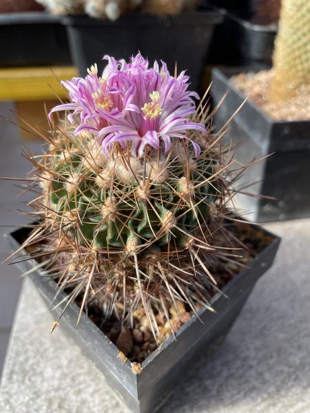 Stenocactus crispatus