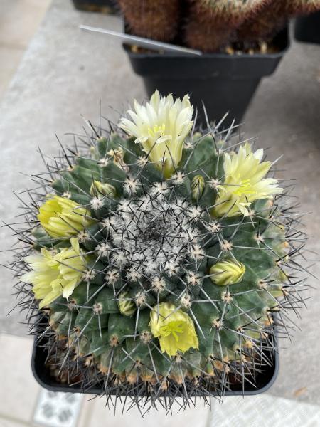 Mammillaria winterae