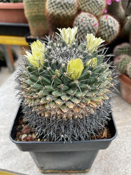Mammillaria winterae
