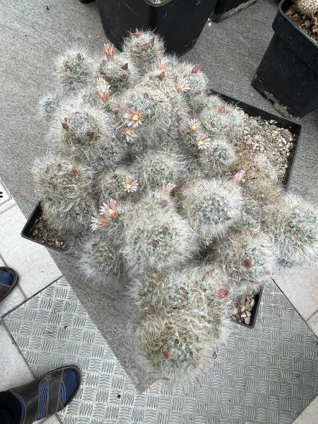 Mammillaria glassii