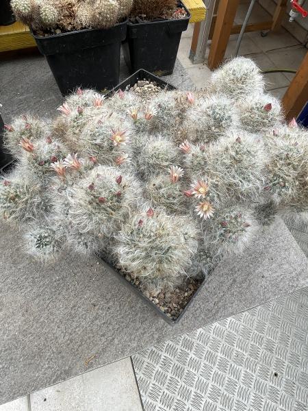 Mammillaria glassii
