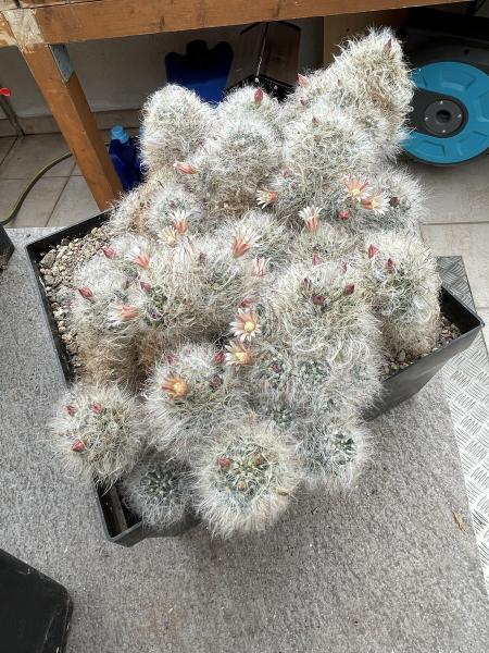 Mammillaria glassii