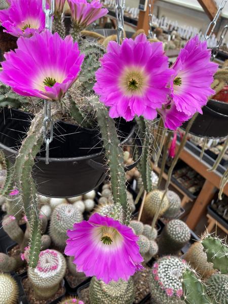 Echinocereus pentalophus