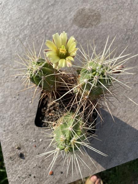 Echinocereus hancockii