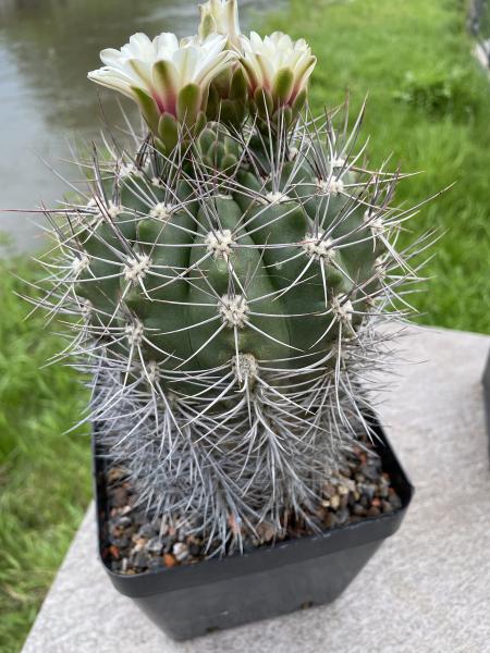 Kakteen Magg Webshop - Gymnocalycium valnicekianum