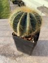 Notocactus magnificus