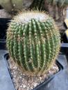 Notocactus schumannianus