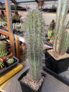 Pachycereus pringlei