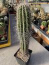 Pachycereus pringlei