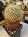 Mammillaria flavicentra